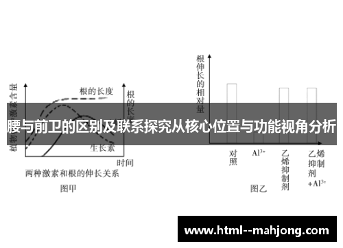 腰与前卫的区别及联系探究从核心位置与功能视角分析